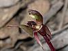 Chiloglottis trapeziformis - Dainty Bird Orchid.jpg